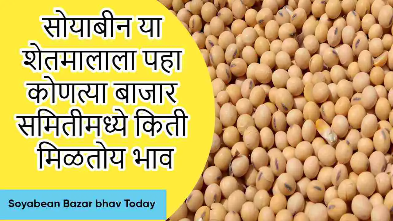 soyabean bajar bhav