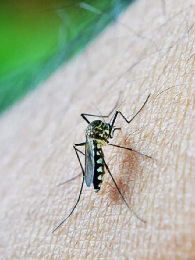 Dengue mosquito