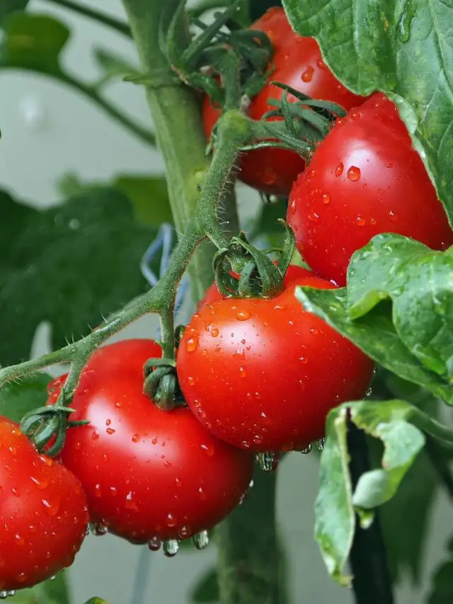 टोमॅटोच्या खाण्याचे फायदे | वजनावर त्याचा काय फरक पडतो?